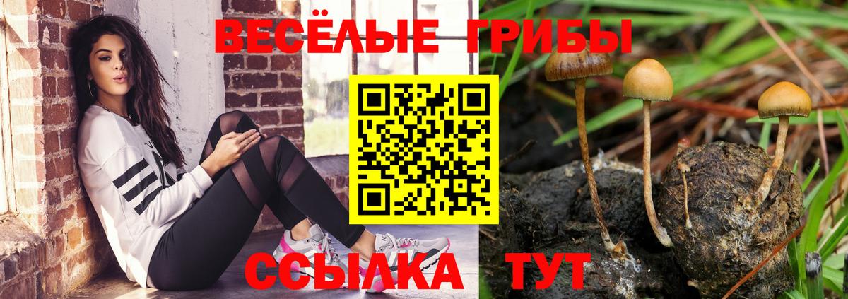 Галлюциногенные грибы Psilocybe Аксай
